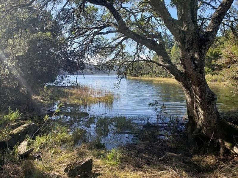 Marin Watershed area, Lake Lagunitas, south end. Great for a not-too-long hike up towards Mt. Tam. Stop in colorful Fairfax to get a morning coffee & pastry and be sure to have lunch after the hike on the way back to San Rafael.