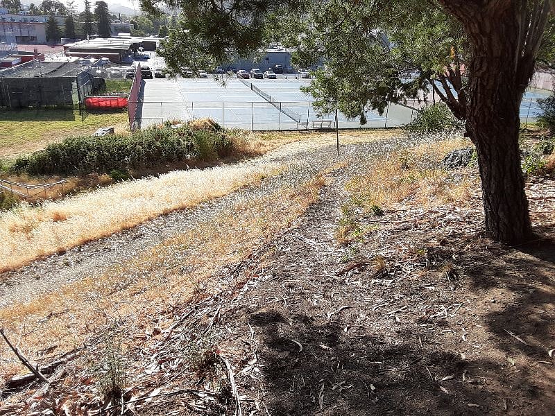 North end of neighborhood path/walking trail, 4 p.m., hot summer afternoon; Area is currently in process of planning to become a neighborhood park down at the end of my street.