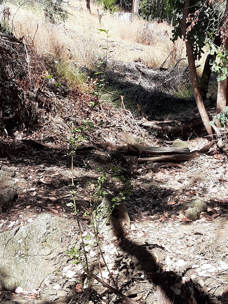 "Back 40" creek bed in early August