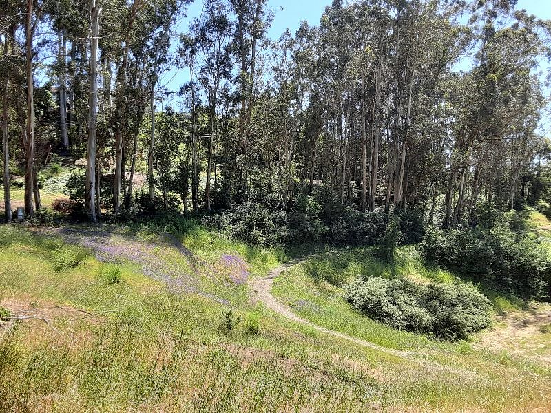 SRHS neighborhood path/walking trail just down the street, mid-day, May. Area is in planning stages to become a neighborhood park.