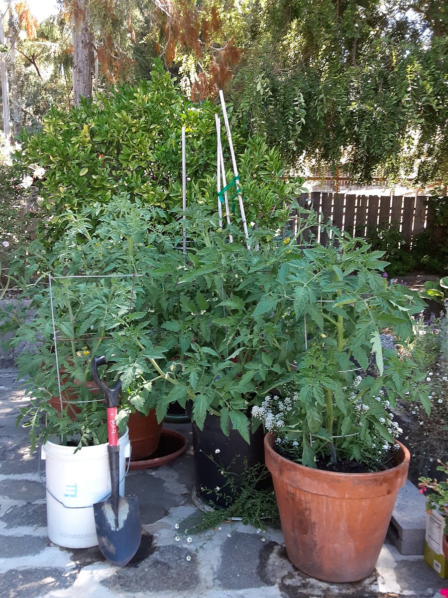 Tomato "forest," July morning