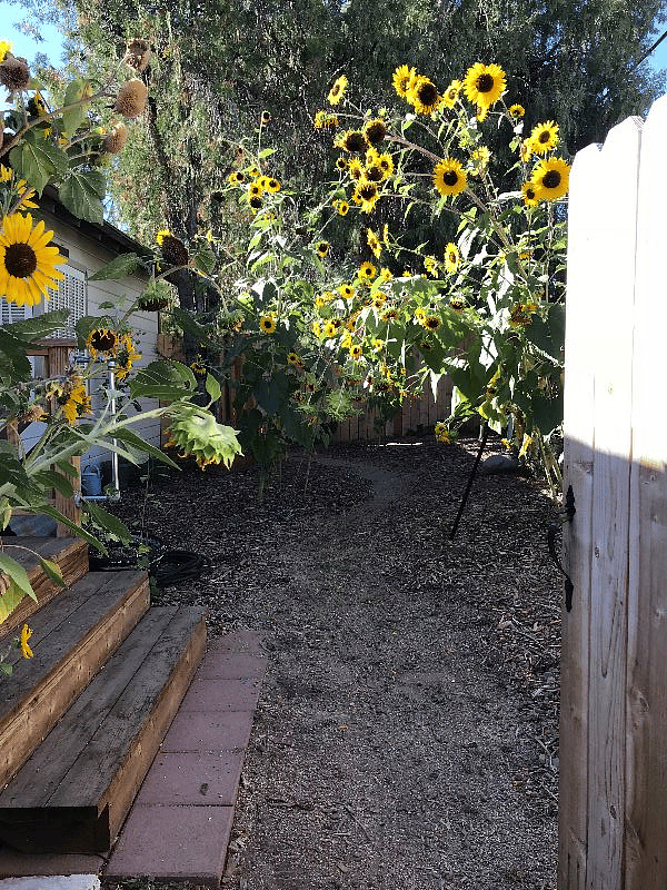 side yard, summer