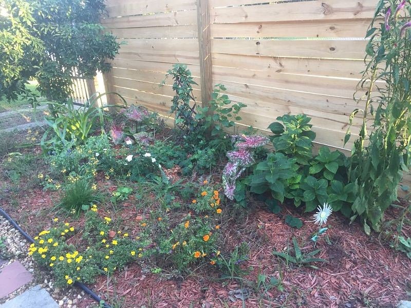 Front Yard