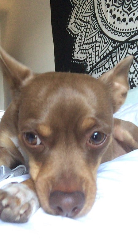 My dog Mocha