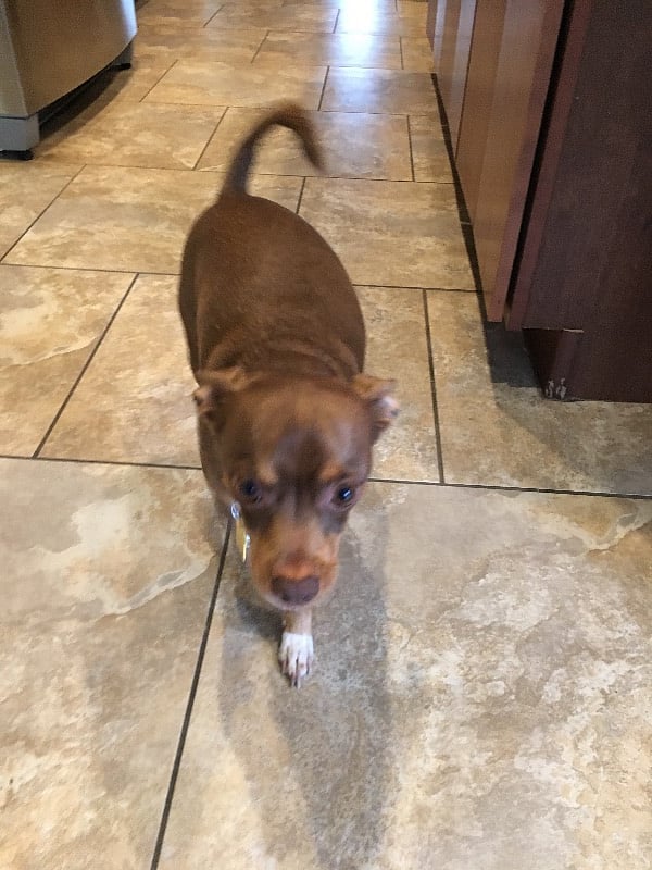 My dog Mocha