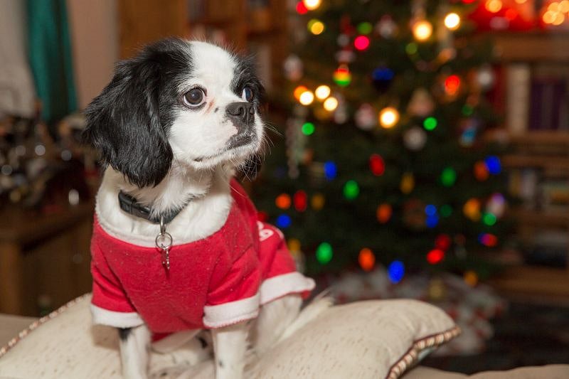 The house dog one christmas.