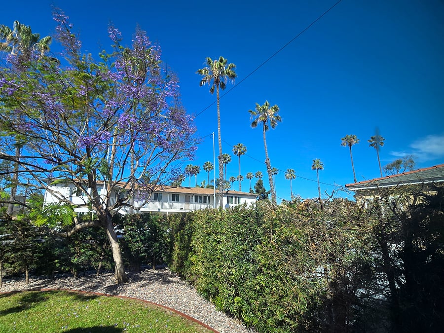 View of front yard from the living room: palm trees, purple blooming Jacaranda trees, 6 foot high green hedge for privacy, and sunsets!