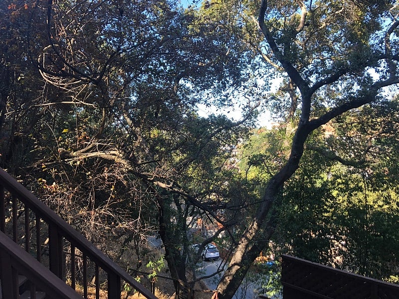 View from Kitchen