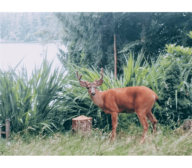 resident deer!! :-)