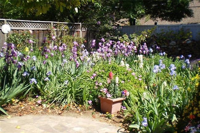 Every year the back yard looks different, so I never know what flowers will show up.T