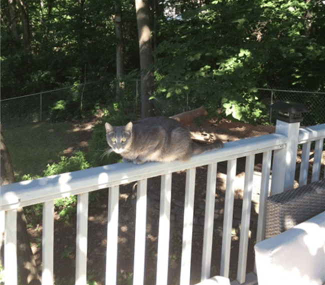 Back yard and our kitty