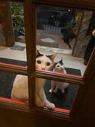 Even our Rsident Cats Bubah and Pirate can't come through