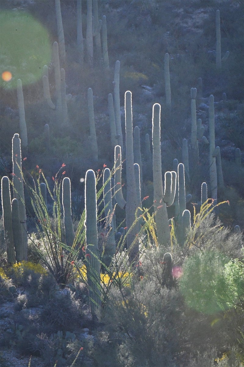 Desertscapes