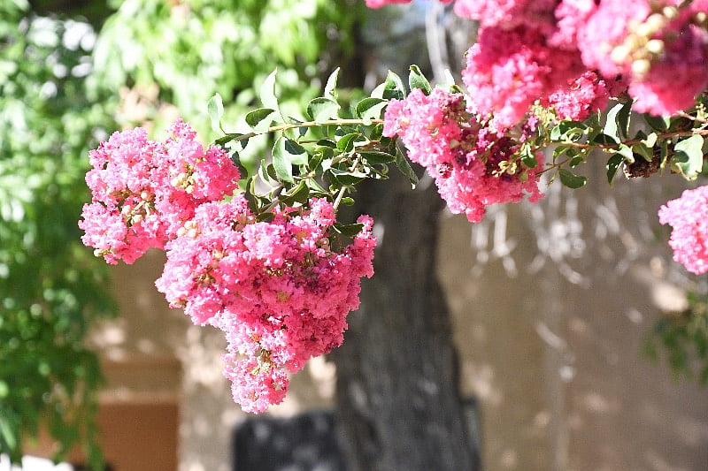 Blooming plants abound