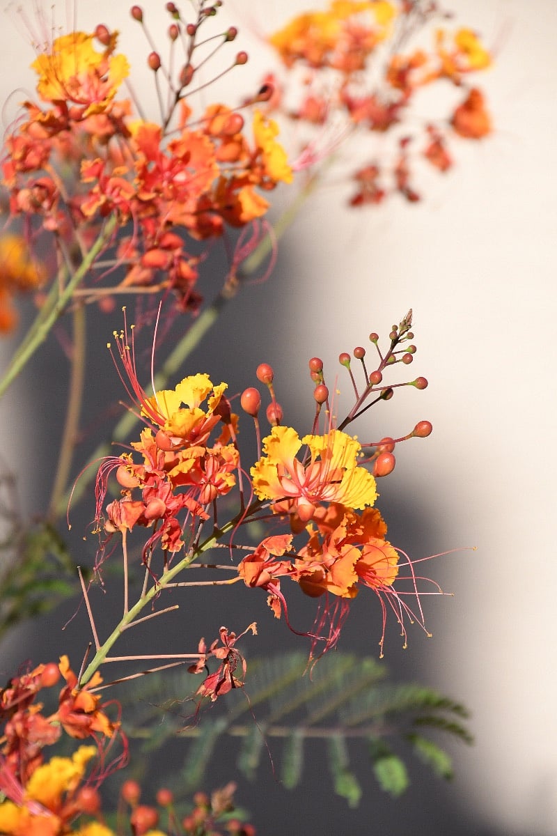 Mexican bird of paradise.