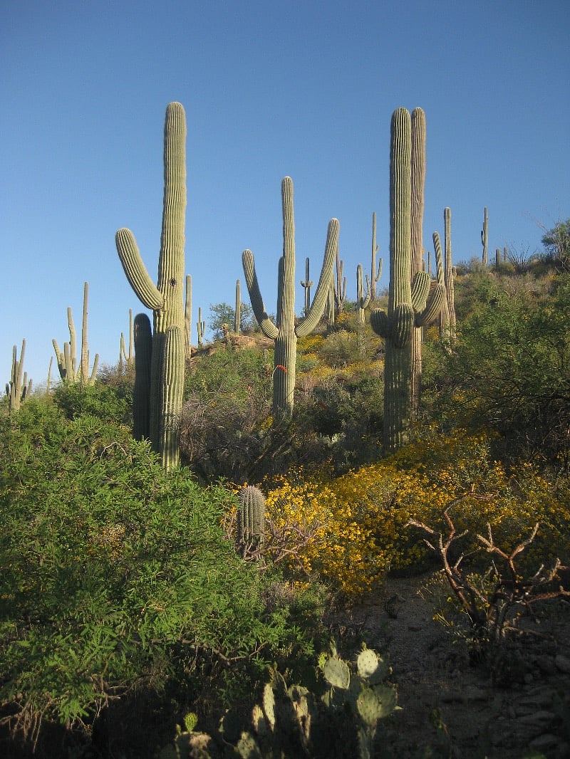 More saguaro