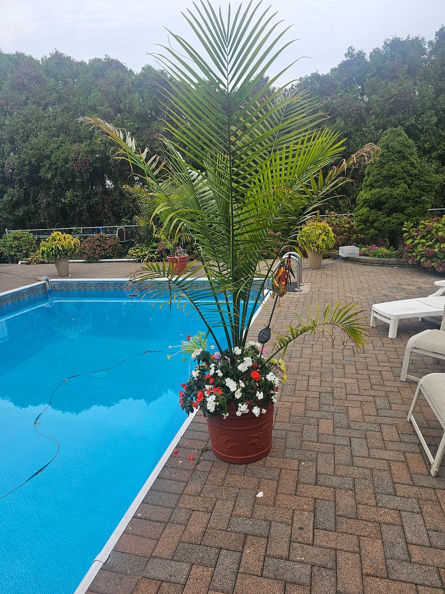 Back yard