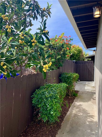 The landscaped entry way, with hummingbird bushes and a loquat tree.