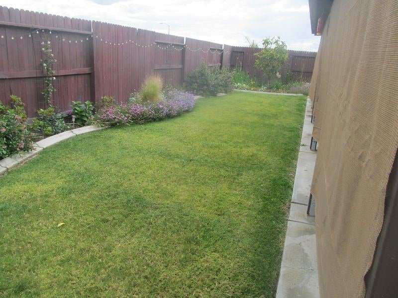 Back yard