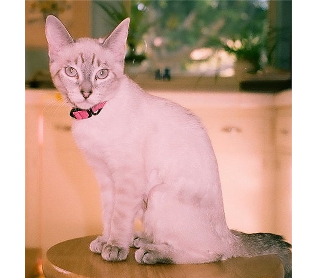 I'm Coty the Cat.
