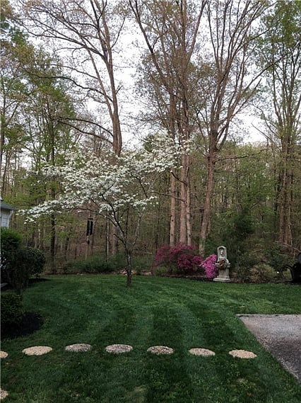 Dogwoods in Spring
