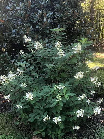 Beautiful Shrubs