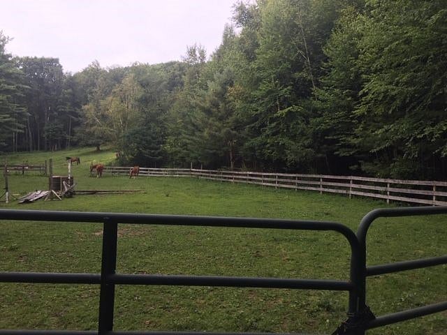 My horses