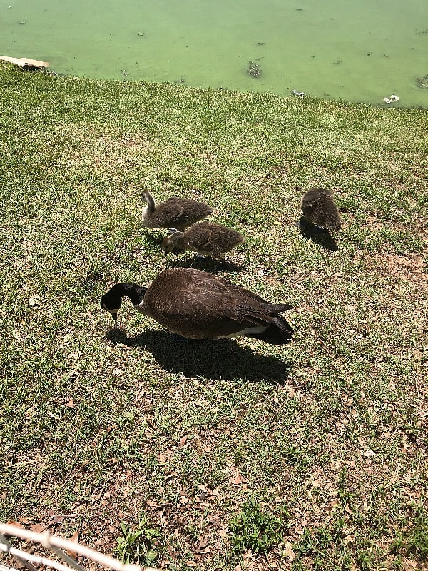 NEAR BY POND FRIENDS