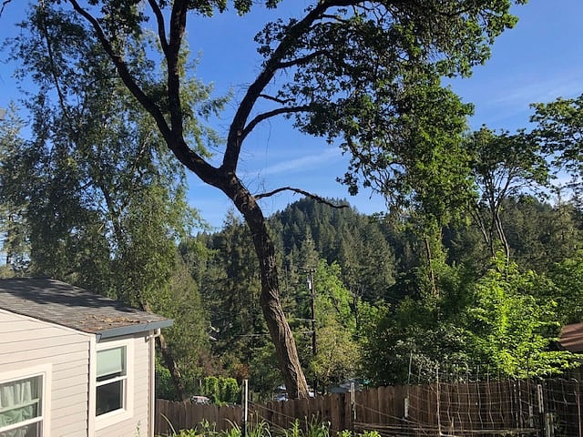 view from back garden sitting area
