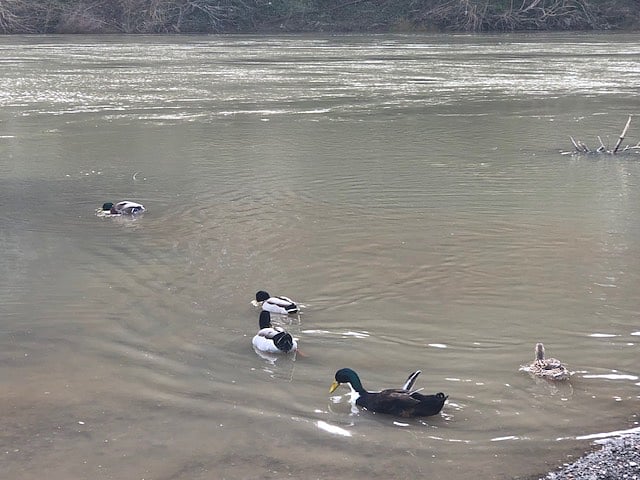 Russian River with plenty of recreation and nature.