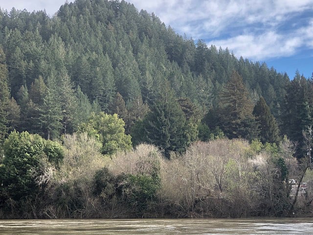 Bohemian Grove along the Russian River