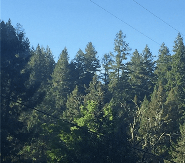 Tree top view from front porch deck
