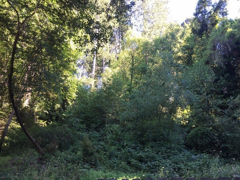 view from inside Fence to adjacent open land side yard.