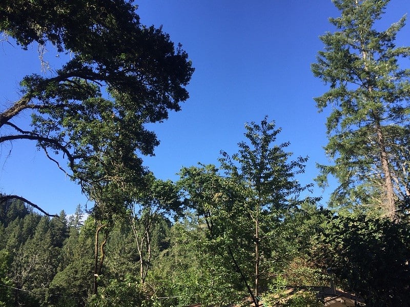 View from sitting area in backyard