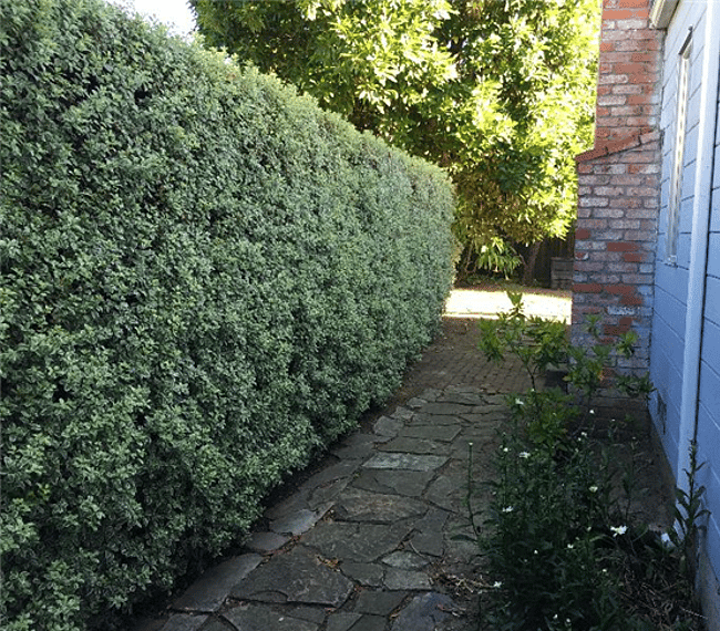 A border of hedges forms the private pathway leading to the Main Entrance to the studio