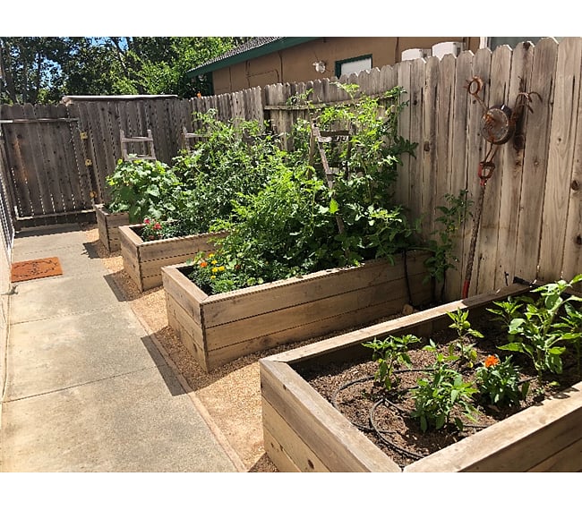 Vegetable Garden
