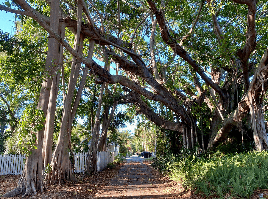 Beautiful Banyan tree you will see as you walk from the house to Lassing Park