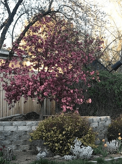 Back yard in bloom