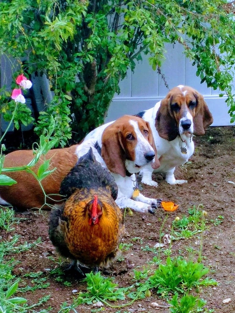 Our two old Bassett Hounds:  Walter and Tommy