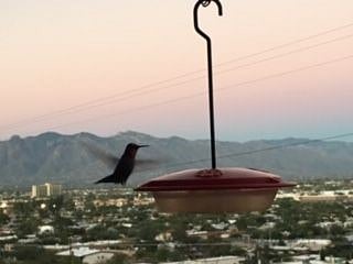 Enjoy view and wildlife.