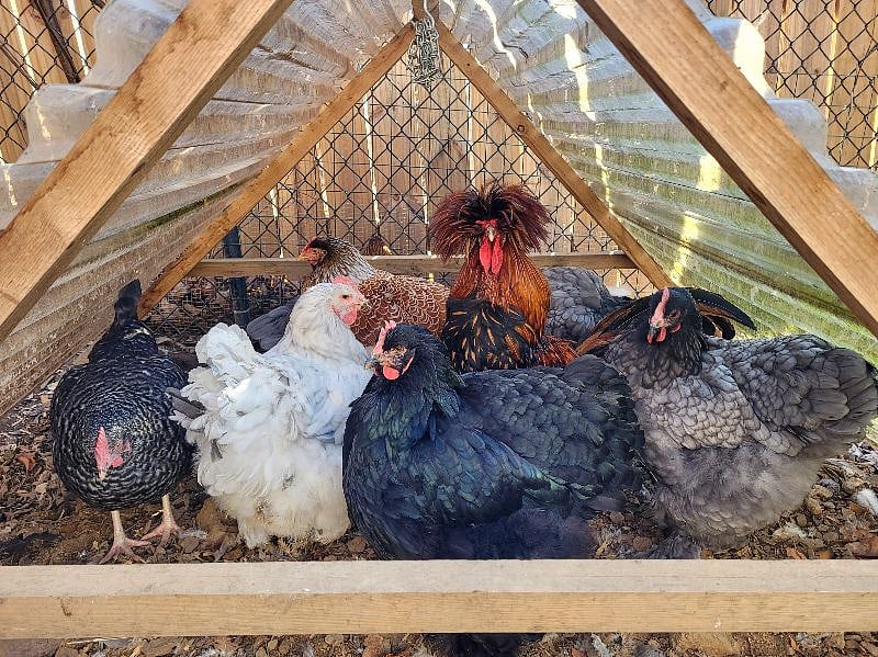 The chicken crew!