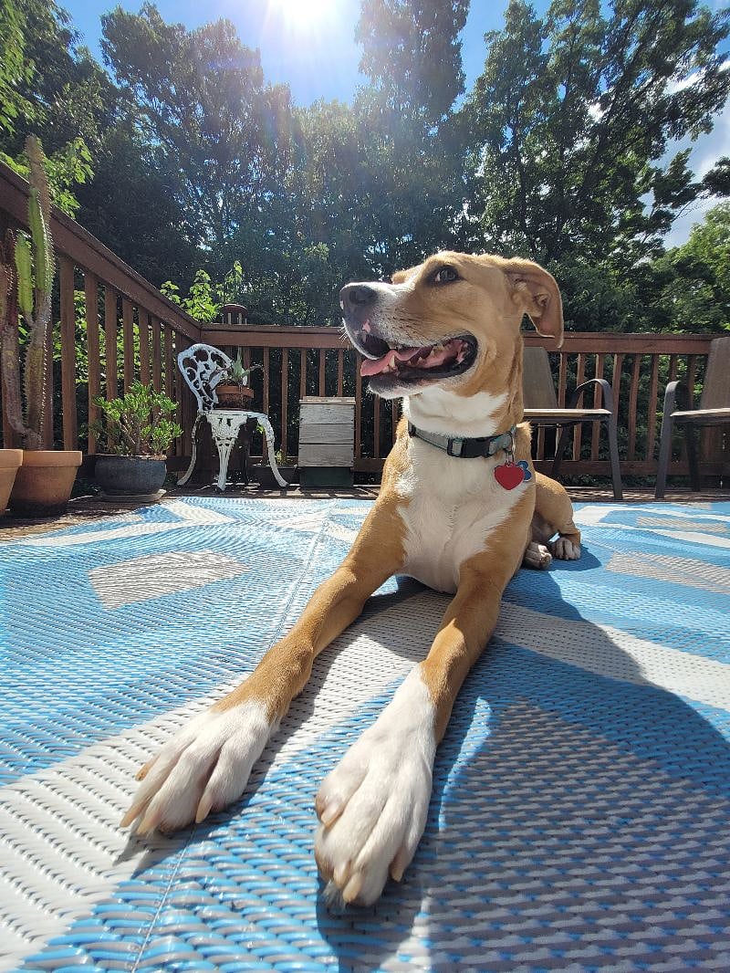 Lou dog demonstrating how to properly sundog on the deck.