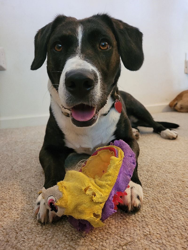 Stella dog chomps the toys.