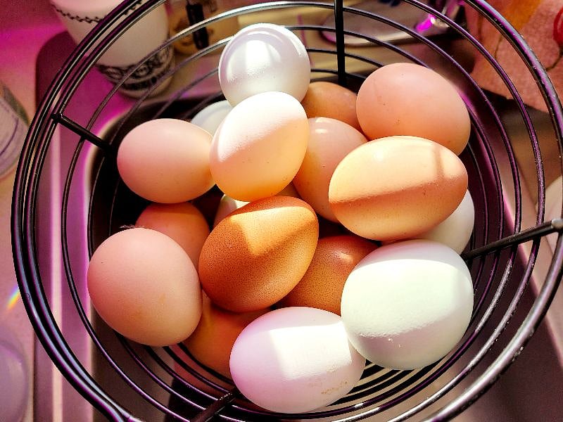The best eggs you'll ever eat.