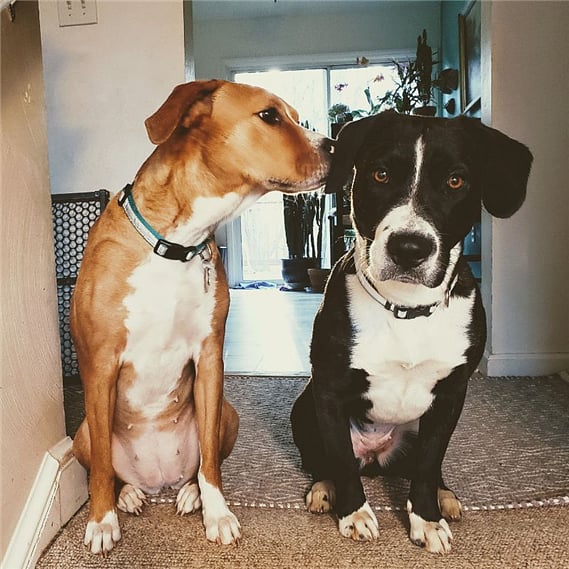 Lucy and Stella. You will likely be snuggled.