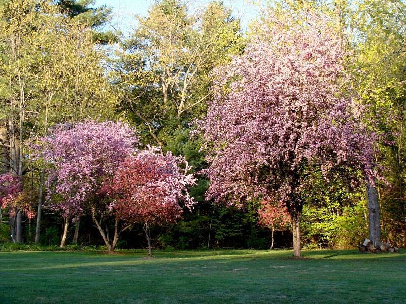 More of our crabapple trees. We do also have (edible) quince bushes.