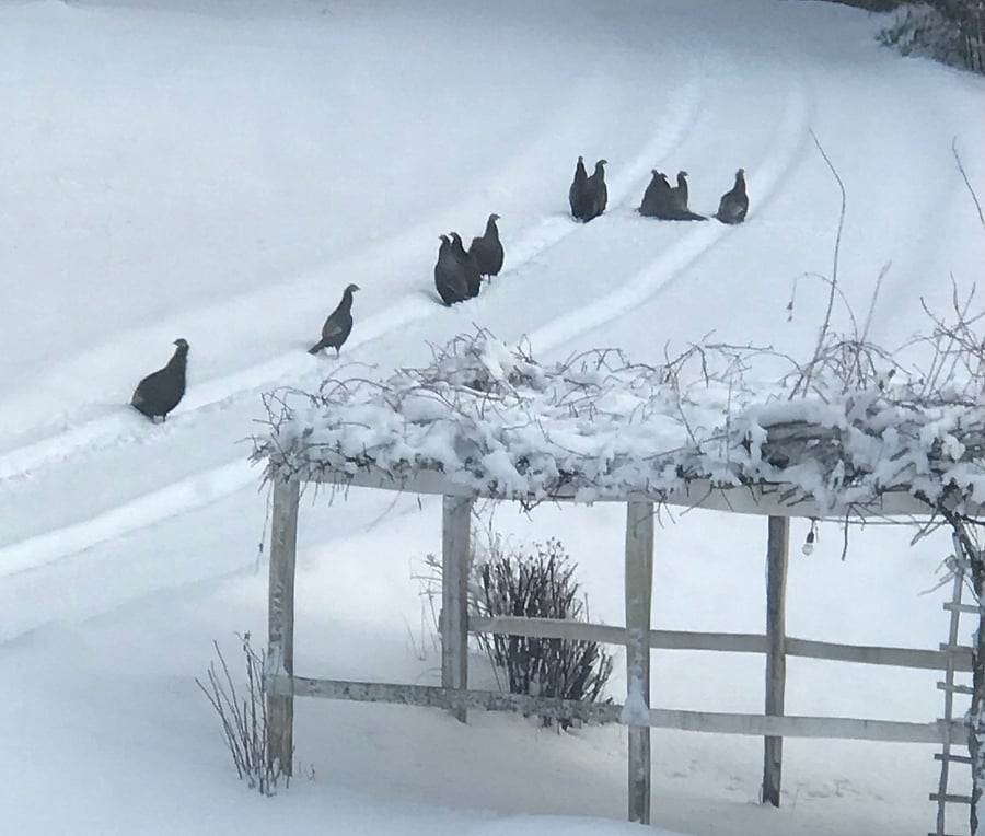 Winter turkeys! The property is quiet and rural in feel. There is a rustic quality to our buildings, and the pastoral solitude of living here is what we are known for by those who stay in one of the two cottages.
