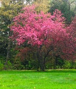 In addition to the edible fruit trees, we have crabapple trees which add beauty in May.