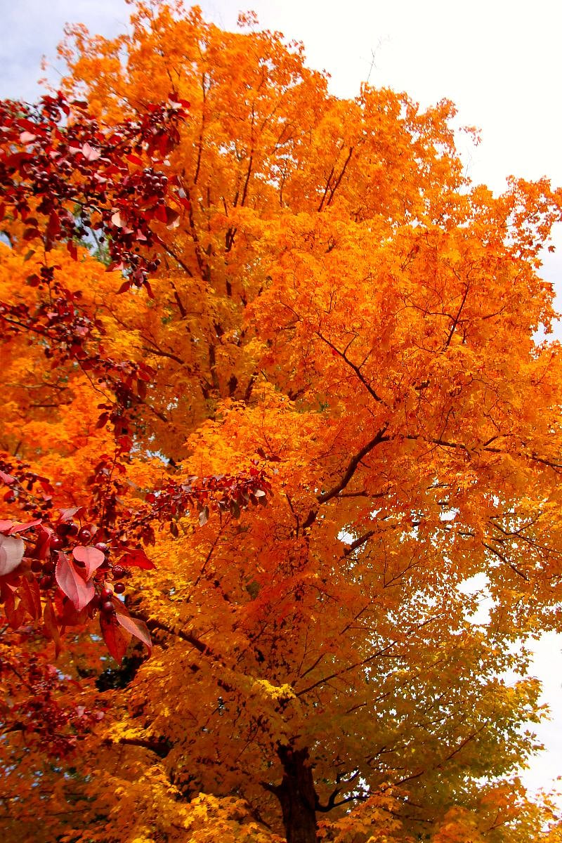There is nothing quite so beautiful as the fall foliage in northern New England.