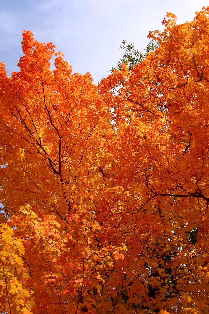 All four seasons are gorgeous in northern New England and therefore on our property. Sugar maples are particularly gorgeous each fall season.